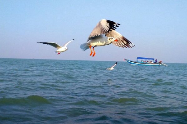 Chilika Lake Travel Guide | Tour and Travel Agency in Puri